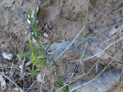 Euphorbia silenifolia