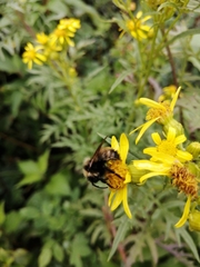 Bombus insularis