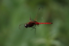 Tauriphila australis