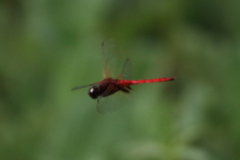 Tauriphila australis