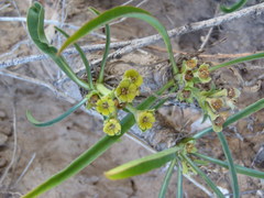 Euphorbia silenifolia