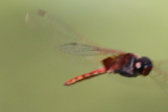 Tauriphila australis