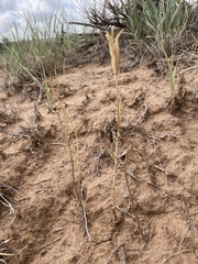 Calochortus nuttallii