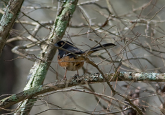 Pipilo erythrophthalmus alleni