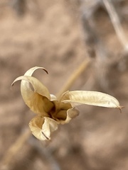 Calochortus nuttallii