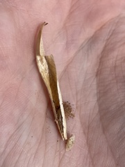 Calochortus nuttallii