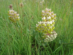 Asclepias albens