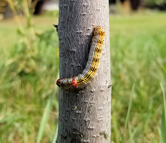 Oedemasia concinna