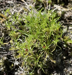 Sagina saginoides