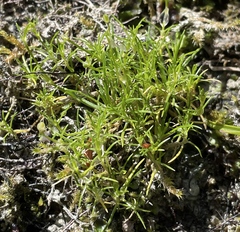 Sagina saginoides
