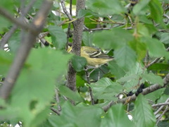 Setophaga castanea