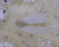 Siphoninus phillyreae