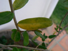 Siphoninus phillyreae