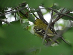 Setophaga castanea
