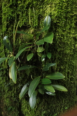 Peperomia obtusifolia