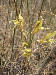 Gladiolus permeabilis edulis