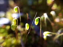 Bryum coronatum