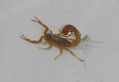 Parabuthus planicauda