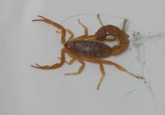 Parabuthus planicauda