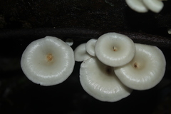 Lentinus concavus