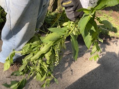 Phytolacca americana