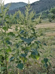Cyclachaena xanthiifolia