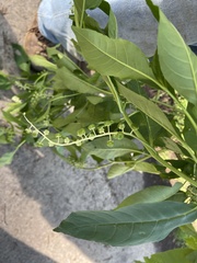 Phytolacca americana