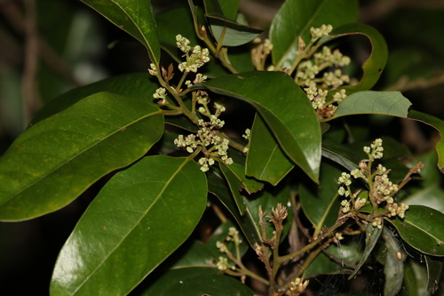 Cryptocarya glaucescens R.Br.