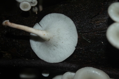 Lentinus concavus