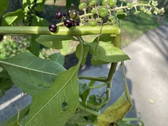 Phytolacca americana