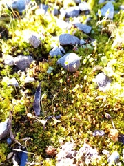 Bryum coronatum