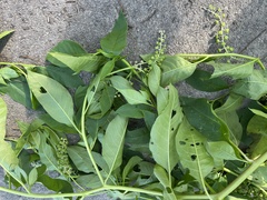 Phytolacca americana