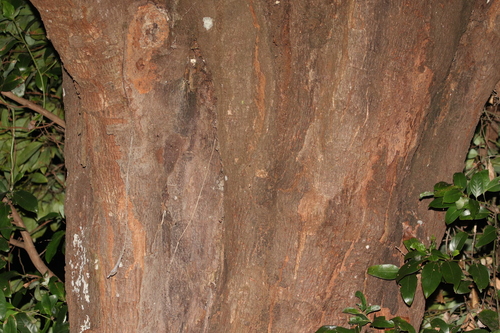 Image of Cryptocarya glaucescens by (c) Greg Tasney, some rights reserved (CC BY-SA)