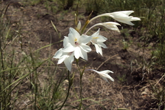 Gladiolus robertsoniae