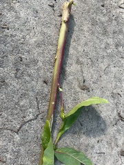 Phytolacca americana