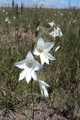 Gladiolus robertsoniae