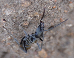 Ophthalmopone berthoudi