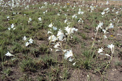 Gladiolus robertsoniae