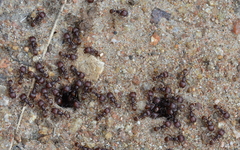 Tetramorium setuliferum