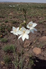 Gladiolus robertsoniae