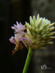 Epicadus heterogaster