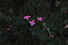 Boronia umbellata