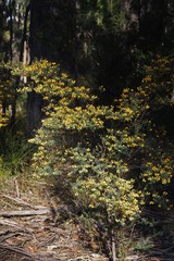 Pultenaea flexilis