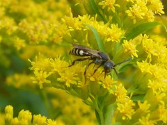 Nomada vicina