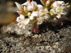Crassula rubricaulis