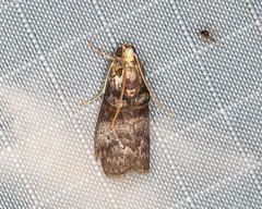 Acrobasis stigmella