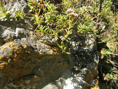 Crassula rubricaulis
