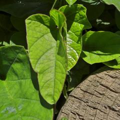 Hewittia malabarica