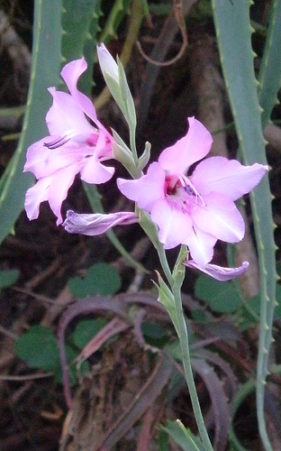 Gladiolus brachyphyllus image