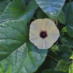 Hewittia malabarica
